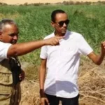 أروع الطيور المهاجرة تحلق فوق سماء مصر