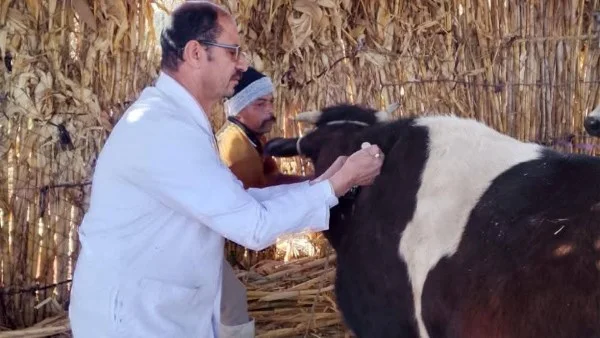 تحصين 37 ألف رأس ماشية ضد الأمراض الوبائية بالمنيا