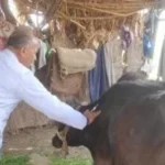 تحصين 37 ألف رأس ماشية في المنيا ضد الحمى القلاعية