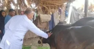 تحصين 37 ألف رأس ماشية في المنيا ضد الحمى القلاعية