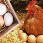 فتح السوق العراقي أمام بيض المائدة المصري