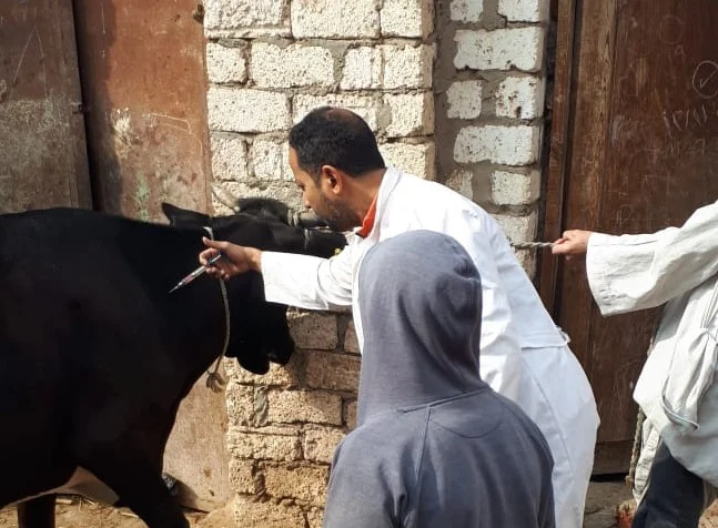 تحصين 185 ألف رأس ماشية في الغربية