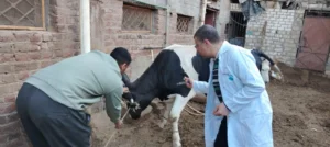 تحصين 37 ألف رأس ماشية في المنيا ضد الحمى القلاعية