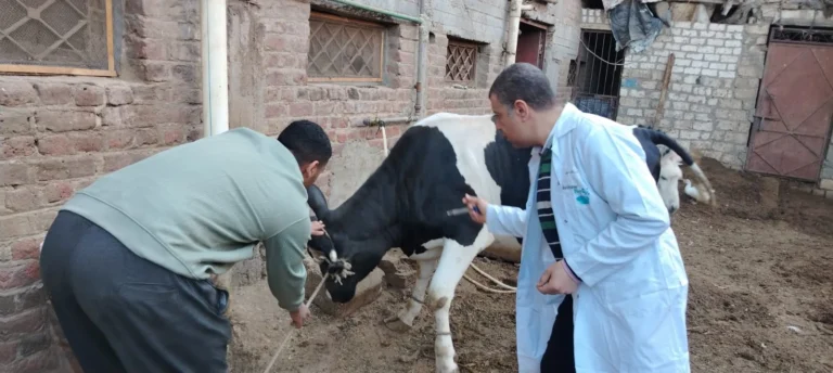 تحصين 37 ألف رأس ماشية في المنيا ضد الحمى القلاعية