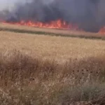 حريق يدمر 3 أفدنة من محصول القمح في الشرقية