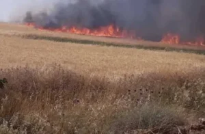 حريق يدمر 3 أفدنة من محصول القمح في الشرقية