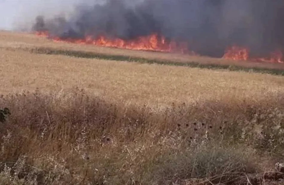 حريق يدمر 3 أفدنة من محصول القمح في الشرقية