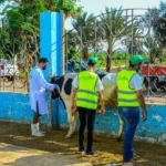 توزيع 75 طن من لحوم الأضاحي في بني سويف