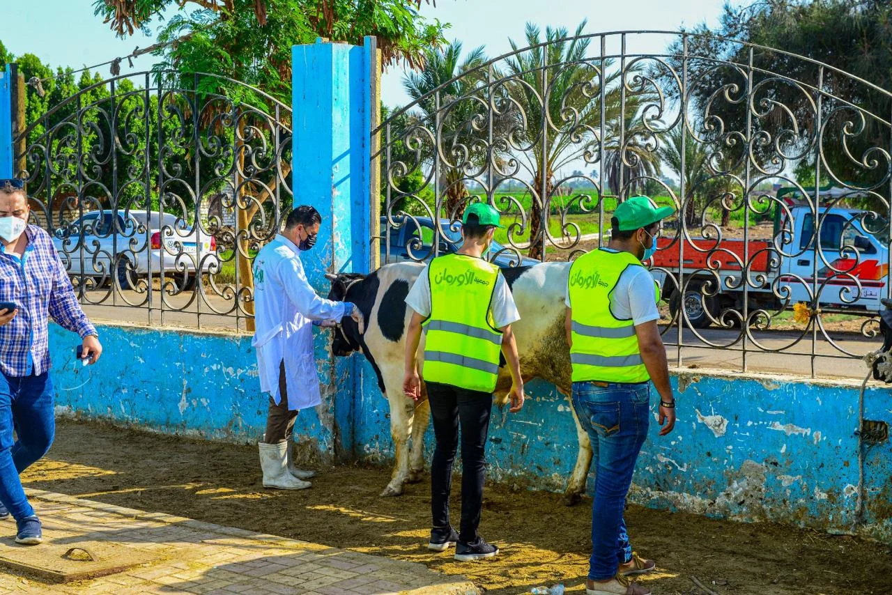 توزيع 75 طن من لحوم الأضاحي في بني سويف