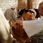 تطعيم 316 ألف رأس ماشية ضد الأمراض السارية في البحيرة