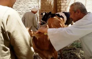 تطعيم 316 ألف رأس ماشية ضد الأمراض السارية في البحيرة