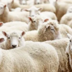 كيفية تقسيم الأضحية وفق إرشادات دار الإفتاء
