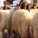 الجمع بين الأضحية والعقيقة في ذبيحة واحدة