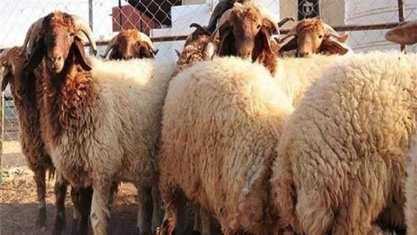 الجمع بين الأضحية والعقيقة في ذبيحة واحدة