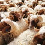 الجمع بين الأضحية والعقيقة: فتوى أمين الإفتاء