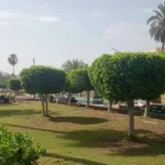 تعزيز المسطحات الخضراء والنظافة في كفر الشيخ