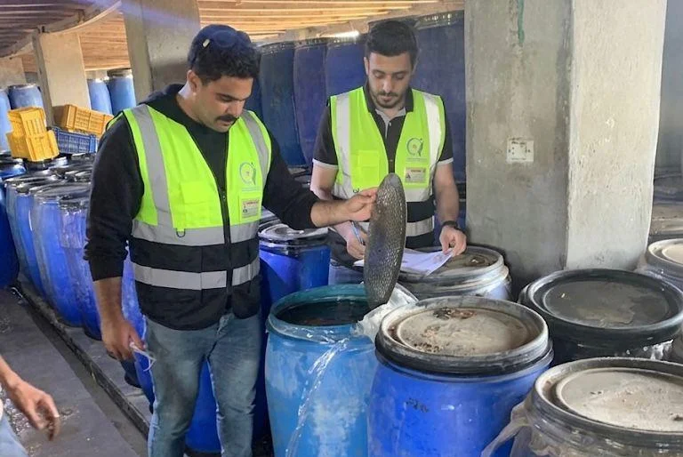 ضبط 10 أطنان مخللات فاسدة في الغربية