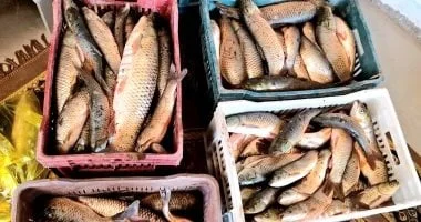 التوسع في مشروعات الاستزراع السمكي في الوادي الجديد