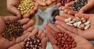 ضوابط جديدة للاتجار في التقاوي الزراعية