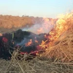 حوافز جديدة لإدارة المخلفات الزراعية وتعزيز الاقتصاد الأخضر