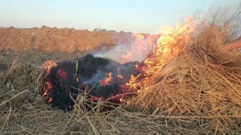 حوافز جديدة لإدارة المخلفات الزراعية وتعزيز الاقتصاد الأخضر