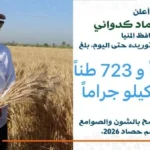 334 ألف طن من القمح تم توريدها في المنيا