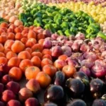 زيادة صادرات مصر الزراعية: نجاحات وتحسينات متواصلة