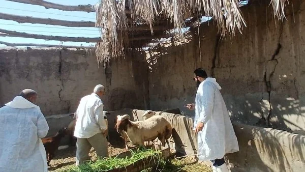توزيع كباش محسّنة وأعلاف مجانية في سيوة
