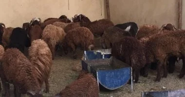 توزيع 30 كبشًا محسّنًا وأعلاف مجانية في سيوة