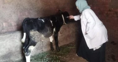 الحملة القومية لتحصين الماشية ضد الحمى القلاعية
