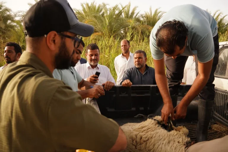 دعم الثروة الحيوانية في سيوة بتوزيع كباش محسنة