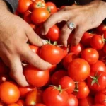 ارتفاع أسعار الطماطم بشكل ملحوظ في الأسواق المصرية