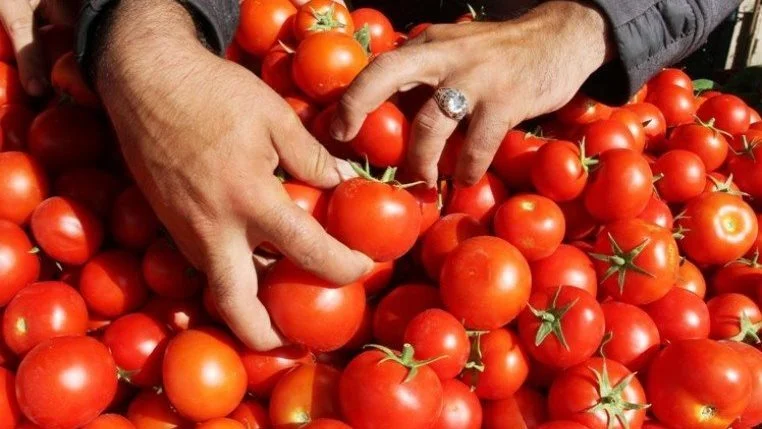 ارتفاع أسعار الطماطم بشكل ملحوظ في الأسواق المصرية