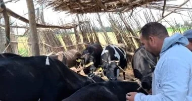 تحصين 164 ألف رأس ماشية ضد الحمى القلاعية بكفر الشيخ