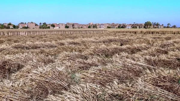 سوهاج تحقق نجاحاً في توريد القمح واستبعاد آلاف الطن غير المطابقة