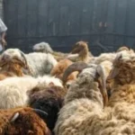 حكم الاقتراض لشراء الأضحية وفق دار الإفتاء المصرية