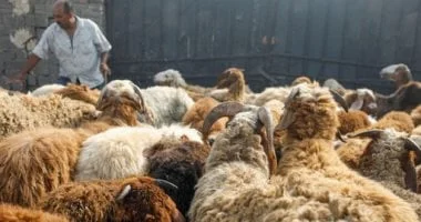 حكم الاقتراض لشراء الأضحية وفق دار الإفتاء المصرية