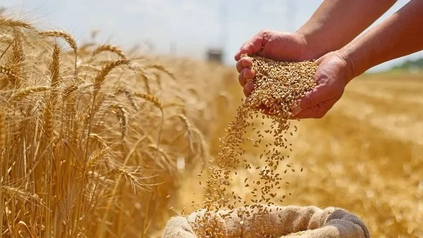 العراق يسابق الزمن لتسويق محصول القمح