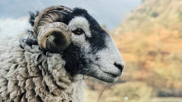 حكم الادخار من لحم الأضحية وشراءها بالتقسيط