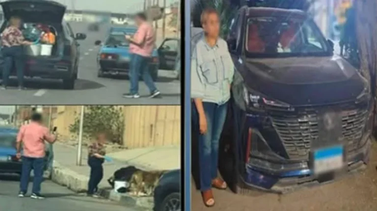 ضبط سيدة تغذي الكلاب الضالة وسط القاهرة