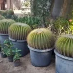 مزرعة صبار بقرية الجبيل: جاذبية طبيعية وعلاجية في طور سيناء