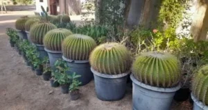 مزرعة صبار بقرية الجبيل: جاذبية طبيعية وعلاجية في طور سيناء