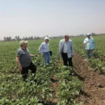 دعم زراعة القطن في الدقهلية