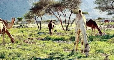 حلايب.. زهرة مدائن الجنوب ودورها التاريخي