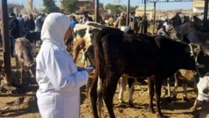 جهود وزارة الزراعة لرصد الأمراض الحيوانية