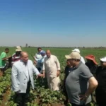 بشرى لمزارعي القطن في الدقهلية: 95% إنبات وخلو من الإصابات