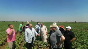 بشرى لمزارعي القطن في الدقهلية: 95% إنبات وخلو من الإصابات