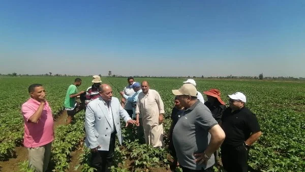 بشرى لمزارعي القطن في الدقهلية: 95% إنبات وخلو من الإصابات