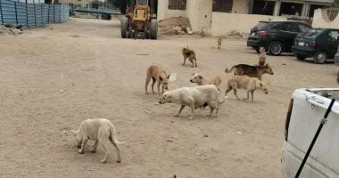 شلتر التبين.. نموذج للتعامل مع الكلاب الضالة بالقاهرة