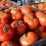 انخفاض تاريخي في أسعار الطماطم في مصر